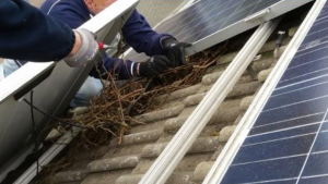 vogelnest verwijderen
